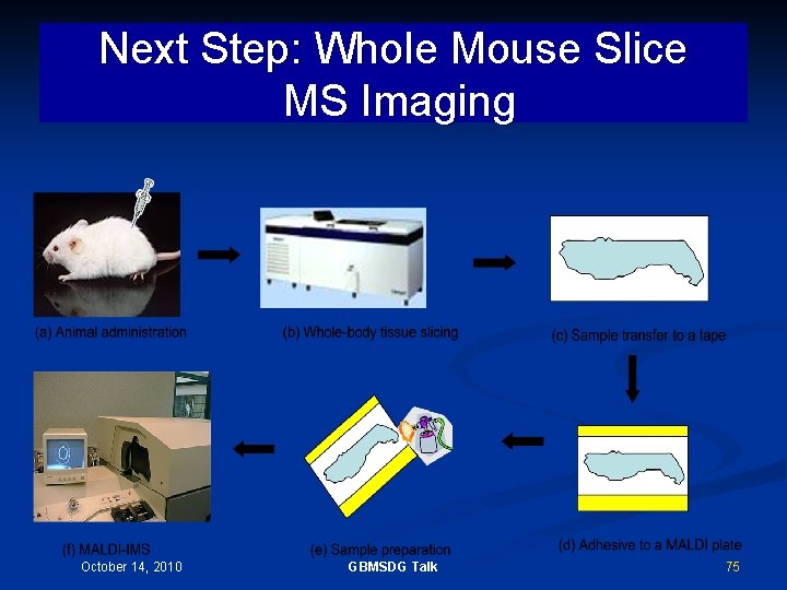 Next Step: Whole Mouse Slice MS Imaging October 14, 2010 GBMSDG Talk 75 