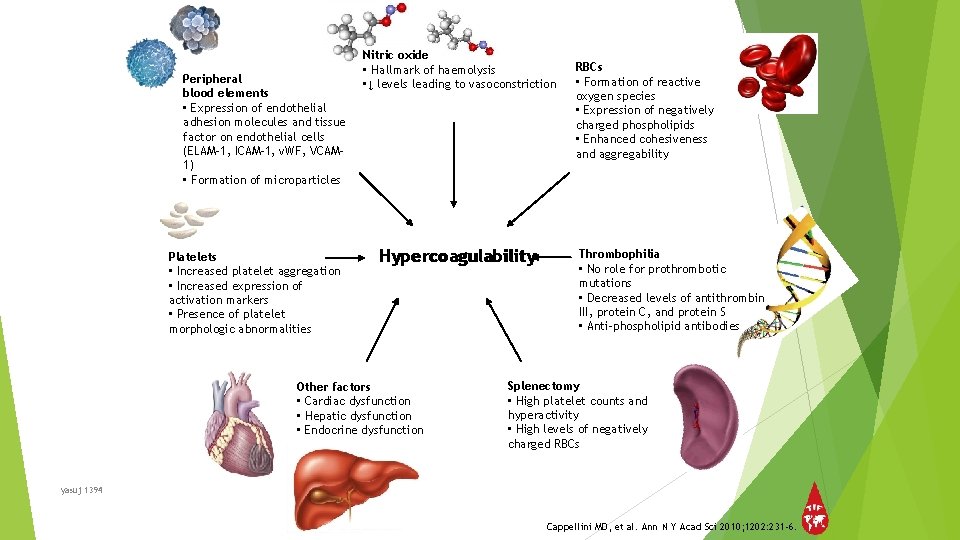 Peripheral blood elements • Expression of endothelial adhesion molecules and tissue factor on endothelial