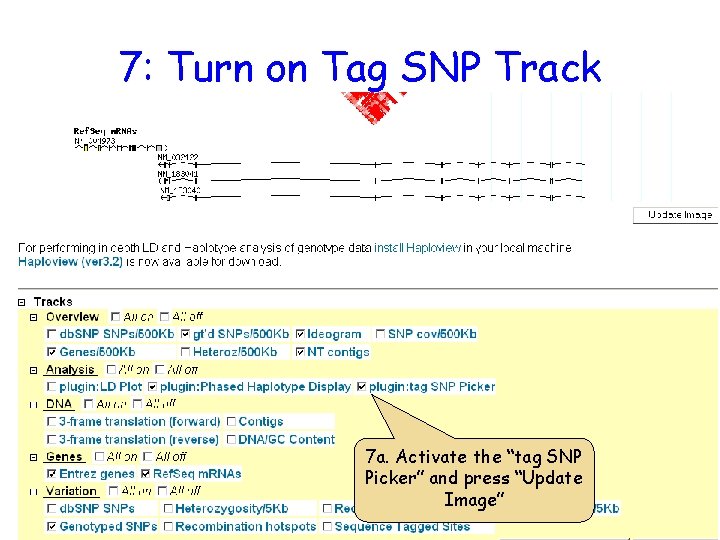 7: Turn on Tag SNP Track 7 a. Activate the “tag SNP Picker” and