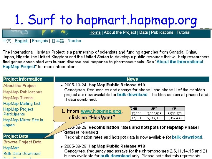 1. Surf to hapmart. hapmap. org 1. From www. hapmap. org, click on “Hap.