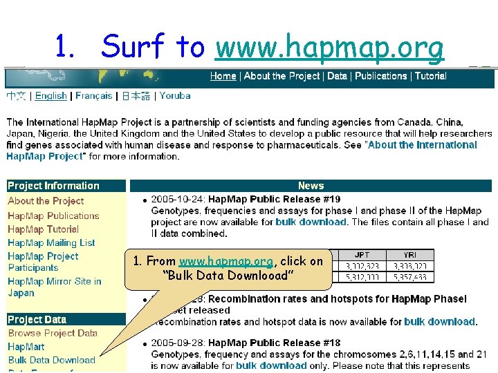 1. Surf to www. hapmap. org 1. From www. hapmap. org, click on “Bulk