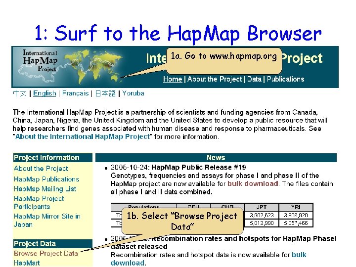 1: Surf to the Hap. Map Browser 1 a. Go to www. hapmap. org