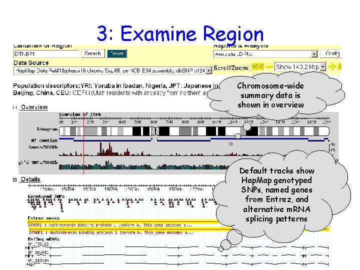 3: Examine Region Chromosome-wide summary data is shown in overview Default tracks show Hap.