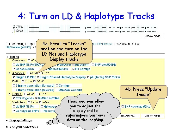 4: Turn on LD & Haplotype Tracks 4 a. Scroll to “Tracks” section and