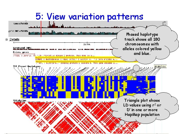 5: View variation patterns Phased haplotype track shows all 180 chromosomes with alleles colored