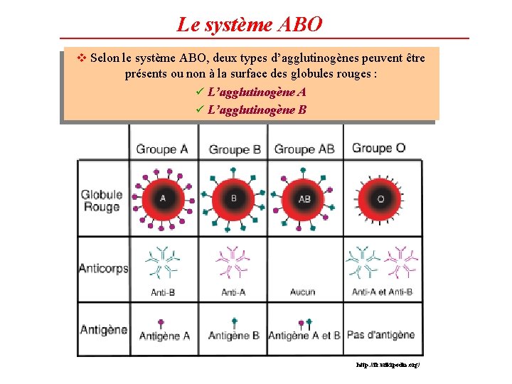 Le système ABO v Selon le système ABO, deux types d’agglutinogènes peuvent être présents