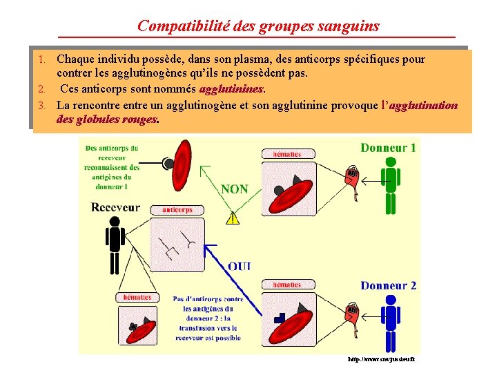 Compatibilité des groupes sanguins 1. Chaque individu possède, dans son plasma, des anticorps spécifiques