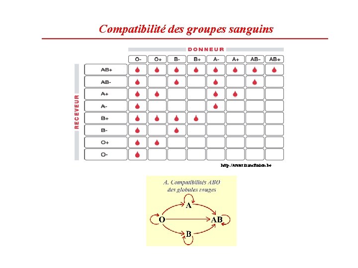 Compatibilité des groupes sanguins http: //www. transfusion. be 