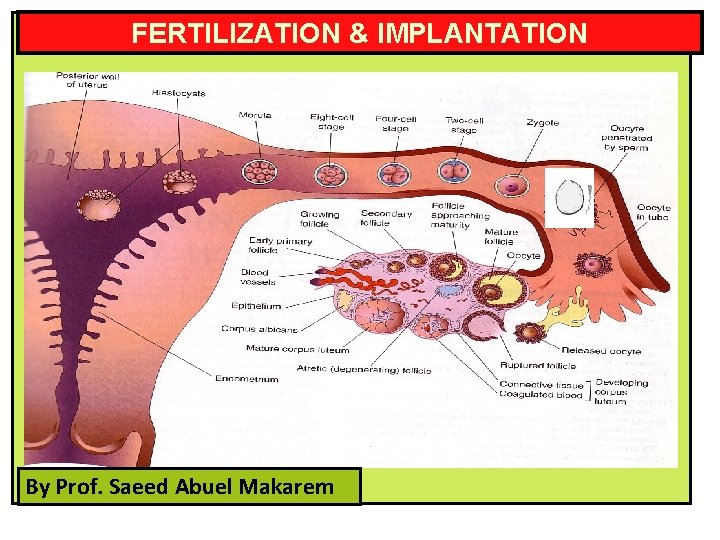 FERTILIZATION & IMPLANTATION By Prof. Saeed Abuel Makarem 