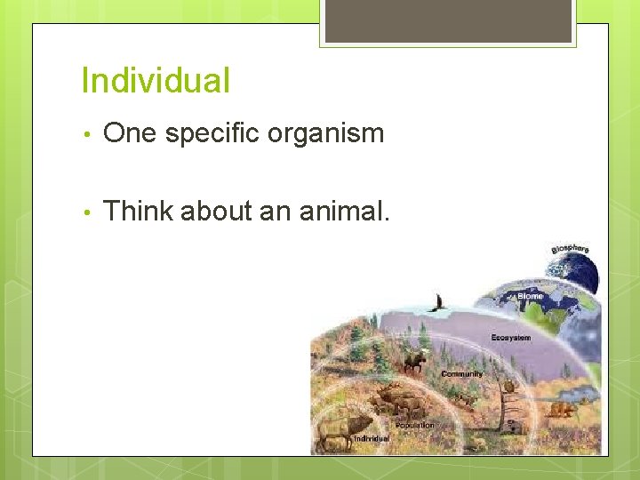 Individual • One specific organism • Think about an animal. 