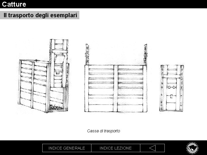 Catture Il trasporto degli esemplari Cassa di trasporto INDICE GENERALE INDICE LEZIONE 