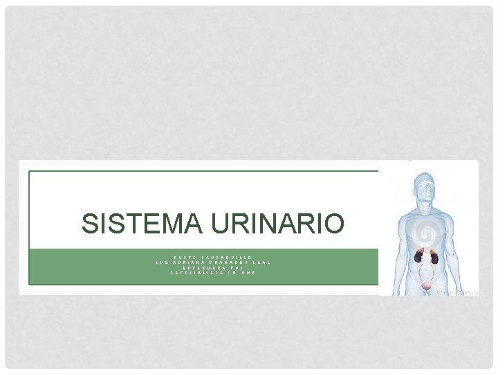 SISTEMA URINARIO E S S P C T E U S A Q U SISTEMA URINARIO E S S P C T E U S A Q U