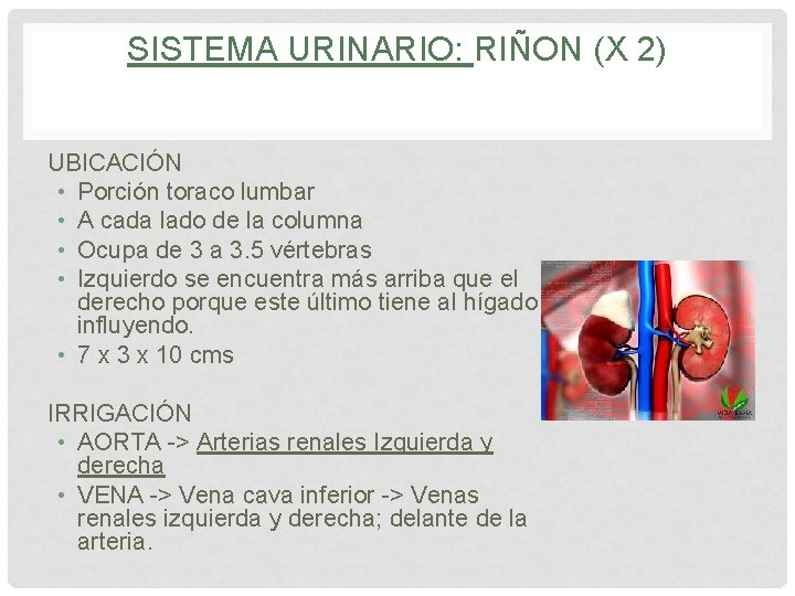 SISTEMA URINARIO: RIÑON (X 2) UBICACIÓN • Porción toraco lumbar • A cada lado SISTEMA URINARIO: RIÑON (X 2) UBICACIÓN • Porción toraco lumbar • A cada lado