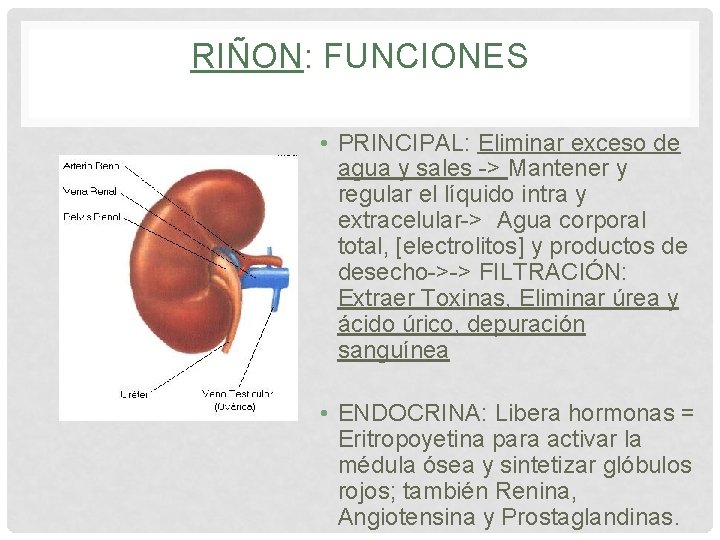 RIÑON: FUNCIONES • PRINCIPAL: Eliminar exceso de agua y sales -> Mantener y regular RIÑON: FUNCIONES • PRINCIPAL: Eliminar exceso de agua y sales -> Mantener y regular