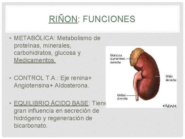 RIÑON: FUNCIONES • METABÓLICA: Metabolismo de proteínas, minerales, carbohidratos, glucosa y Medicamentos. • CONTROL RIÑON: FUNCIONES • METABÓLICA: Metabolismo de proteínas, minerales, carbohidratos, glucosa y Medicamentos. • CONTROL