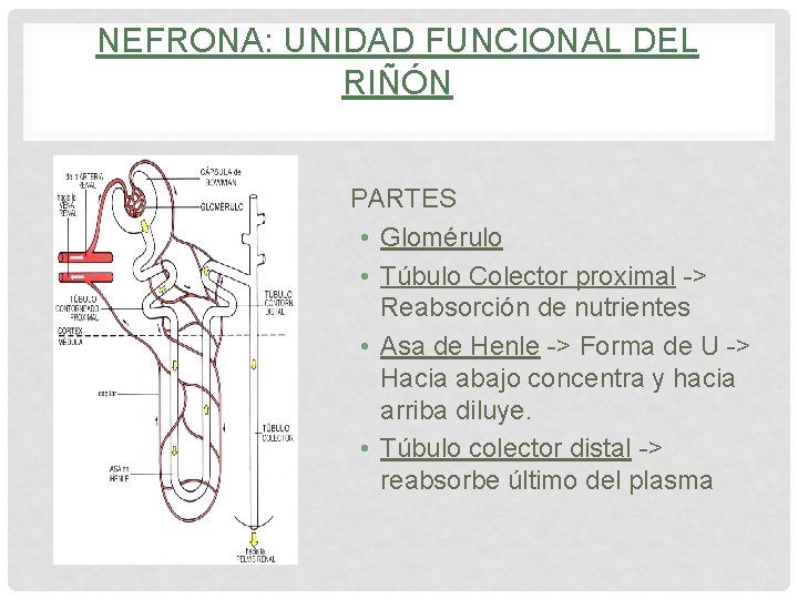 NEFRONA: UNIDAD FUNCIONAL DEL RIÑÓN PARTES • Glomérulo • Túbulo Colector proximal -> Reabsorción NEFRONA: UNIDAD FUNCIONAL DEL RIÑÓN PARTES • Glomérulo • Túbulo Colector proximal -> Reabsorción
