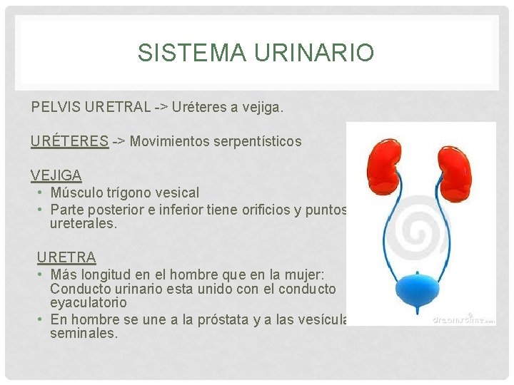 SISTEMA URINARIO PELVIS URETRAL -> Uréteres a vejiga. URÉTERES -> Movimientos serpentísticos VEJIGA • SISTEMA URINARIO PELVIS URETRAL -> Uréteres a vejiga. URÉTERES -> Movimientos serpentísticos VEJIGA •