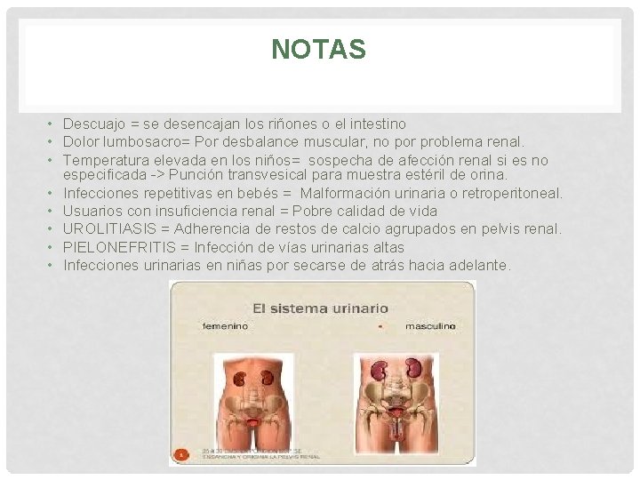 NOTAS • Descuajo = se desencajan los riñones o el intestino • Dolor lumbosacro= NOTAS • Descuajo = se desencajan los riñones o el intestino • Dolor lumbosacro=