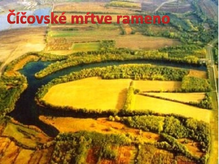 Číčovské mŕtve rameno 