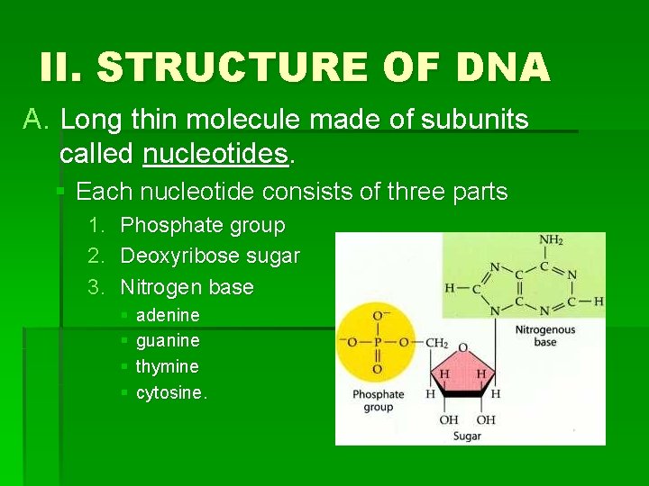 II. STRUCTURE OF DNA A. Long thin molecule made of subunits called nucleotides. §