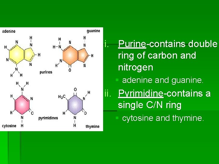 i. Purine-contains double ring of carbon and nitrogen § adenine and guanine. ii. Pyrimidine-contains