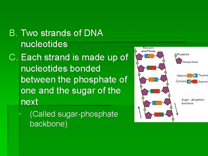 B. Two strands of DNA nucleotides C. Each strand is made up of nucleotides