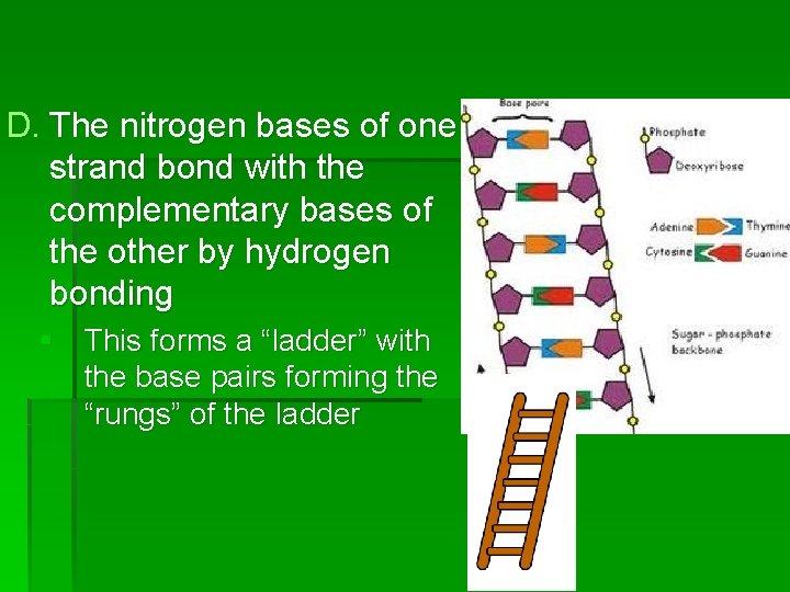 D. The nitrogen bases of one strand bond with the complementary bases of the