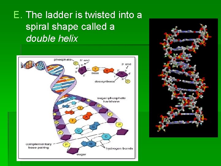 E. The ladder is twisted into a spiral shape called a double helix 