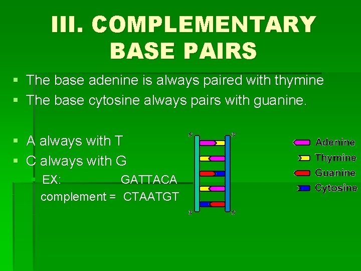 III. COMPLEMENTARY BASE PAIRS § The base adenine is always paired with thymine §