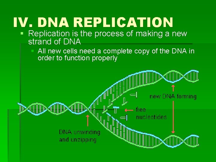 IV. DNA REPLICATION § Replication is the process of making a new strand of