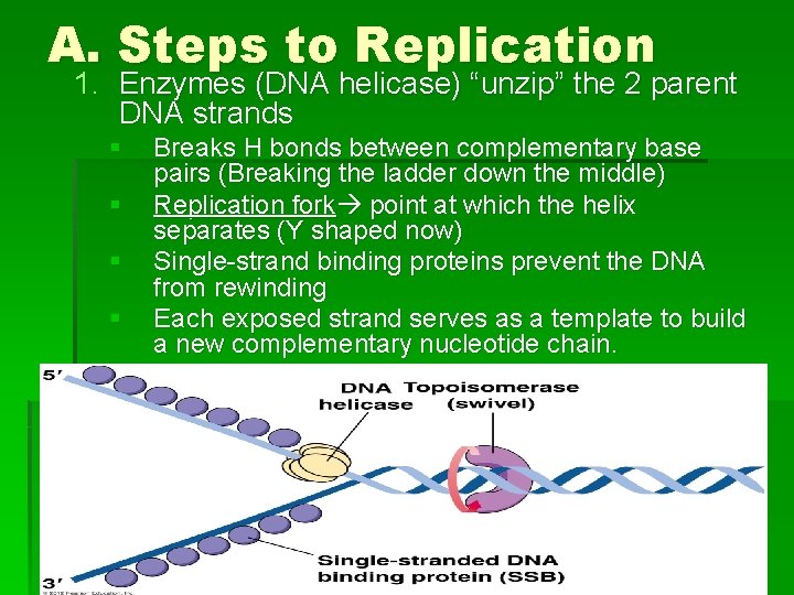 A. Steps to Replication 1. Enzymes (DNA helicase) “unzip” the 2 parent DNA strands