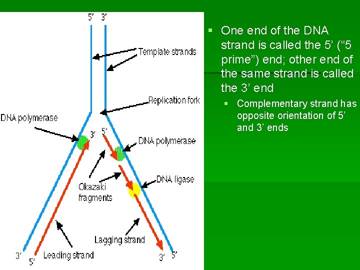 § One end of the DNA strand is called the 5’ (“ 5 prime”)