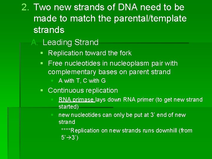 2. Two new strands of DNA need to be made to match the parental/template