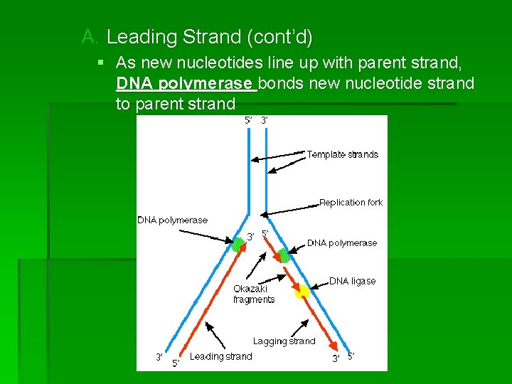 A. Leading Strand (cont’d) § As new nucleotides line up with parent strand, DNA