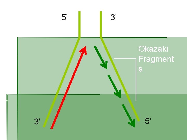 5’ 3’ Okazaki Fragment s 3’ 5’ 