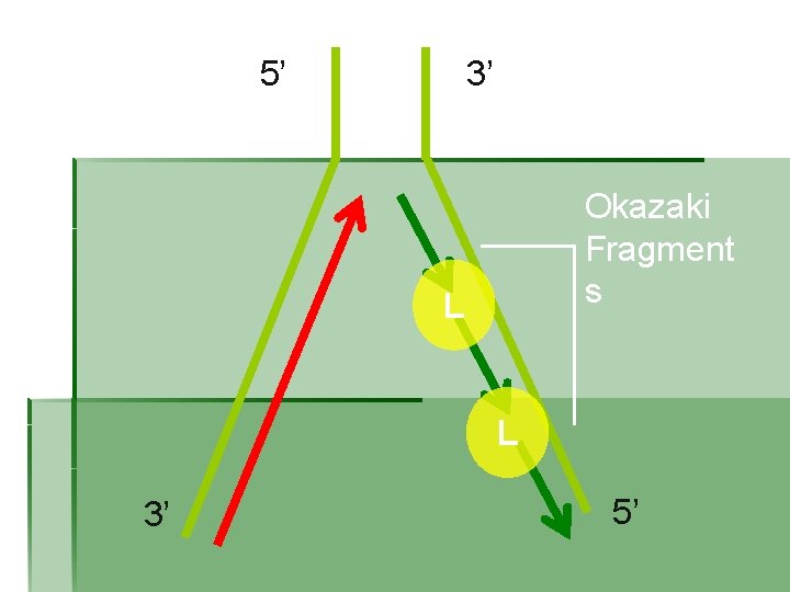 5’ 3’ Okazaki Fragment s L L 3’ 5’ 