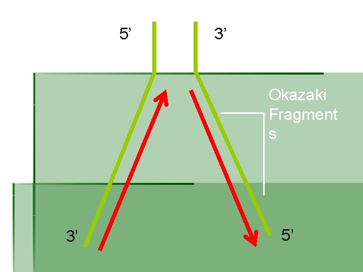 5’ 3’ Okazaki Fragment s 3’ 5’ 
