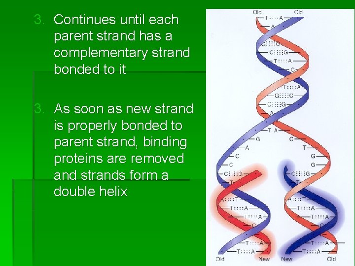 3. Continues until each parent strand has a complementary strand bonded to it 3.