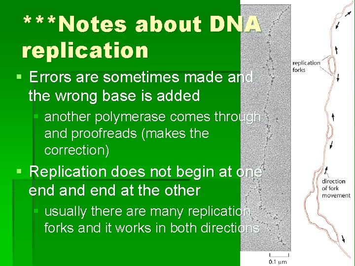 ***Notes about DNA replication § Errors are sometimes made and the wrong base is