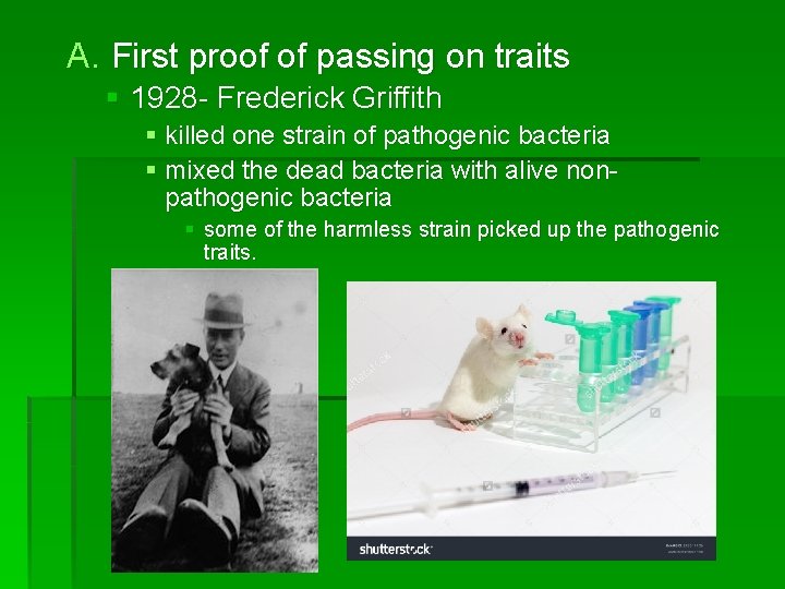 A. First proof of passing on traits § 1928 - Frederick Griffith § killed