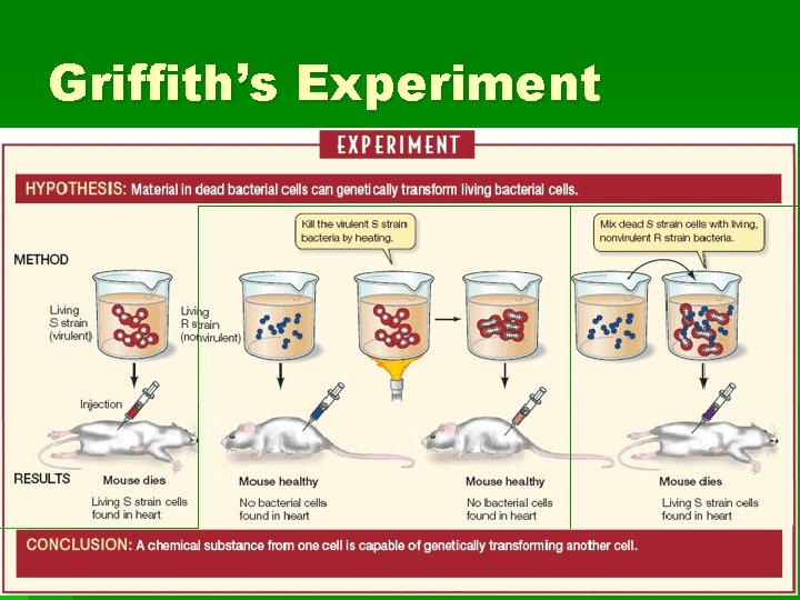 Griffith’s Experiment 