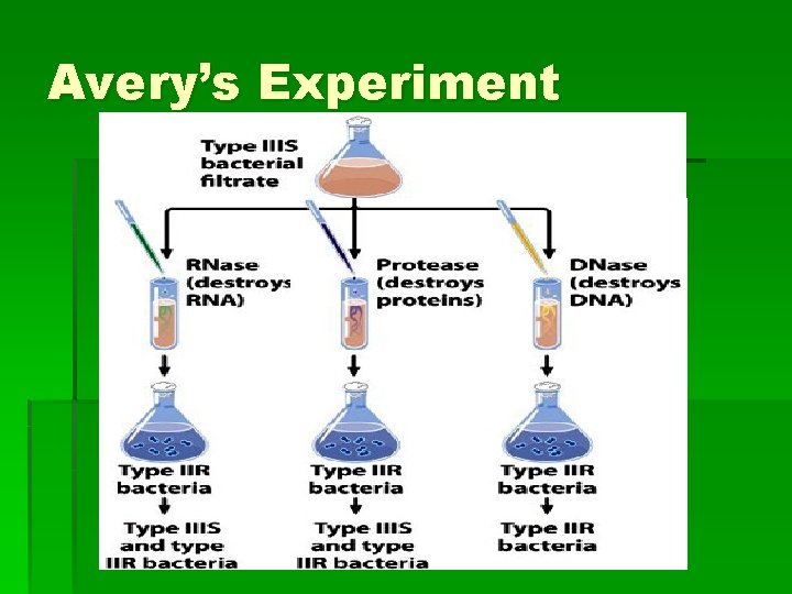 Avery’s Experiment 