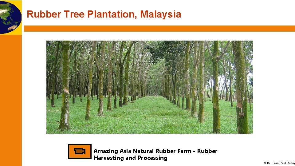 Rubber Tree Plantation, Malaysia Amazing Asia Natural Rubber Farm - Rubber Harvesting and Processing