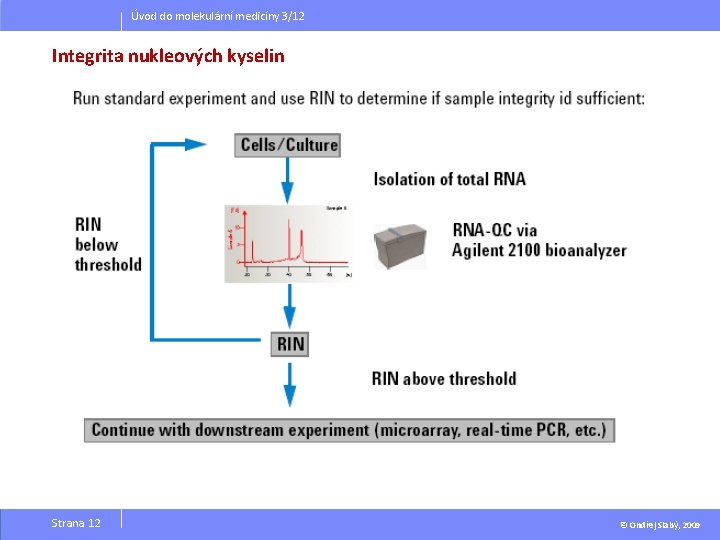 Úvod do molekulární medicíny 3/12 Integrita nukleových kyselin Strana 12 © Ondřej Slabý, 2009