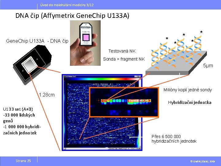 Úvod do molekulární medicíny 3/12 DNA čip (Affymetrix Gene. Chip U 133 A) *