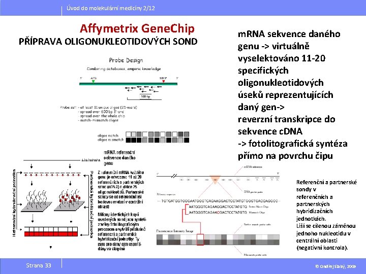 Úvod do molekulární medicíny 2/12 Affymetrix Gene. Chip PŘÍPRAVA OLIGONUKLEOTIDOVÝCH SOND m. RNA sekvence