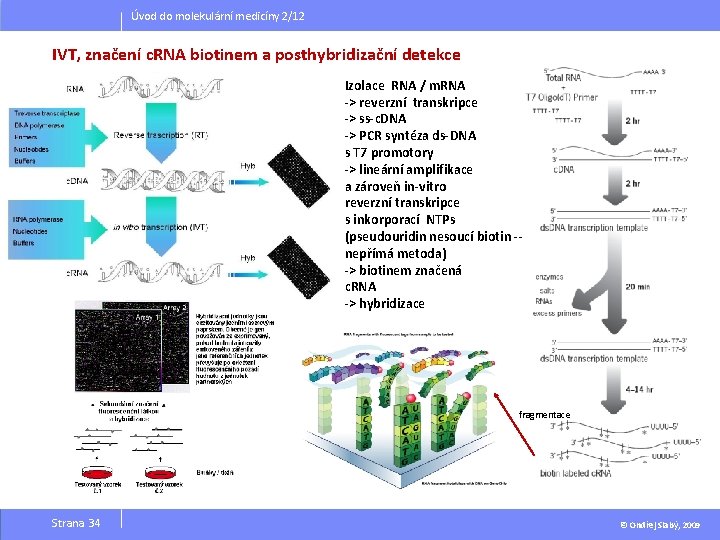 Úvod do molekulární medicíny 2/12 IVT, značení c. RNA biotinem a posthybridizační detekce Izolace