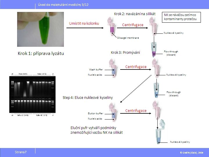 Úvod do molekulární medicíny 3/12 Strana 7 © Ondřej Slabý, 2009 