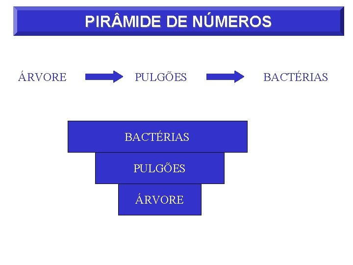 PIR MIDE DE NÚMEROS ÁRVORE PULGÕES BACTÉRIAS PULGÕES ÁRVORE BACTÉRIAS 