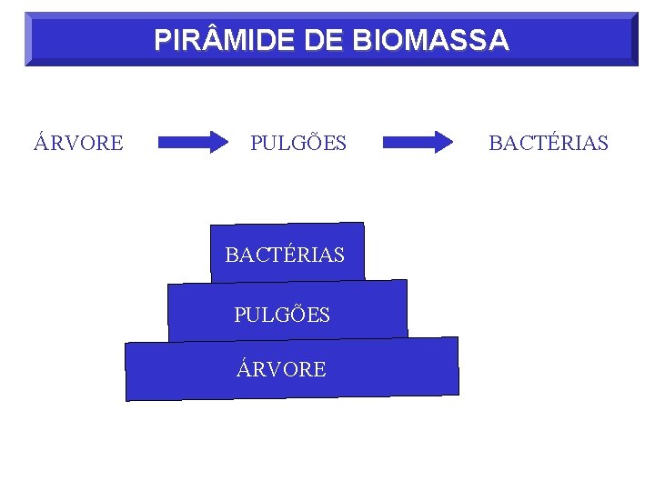 PIR MIDE DE BIOMASSA ÁRVORE PULGÕES BACTÉRIAS PULGÕES ÁRVORE BACTÉRIAS 